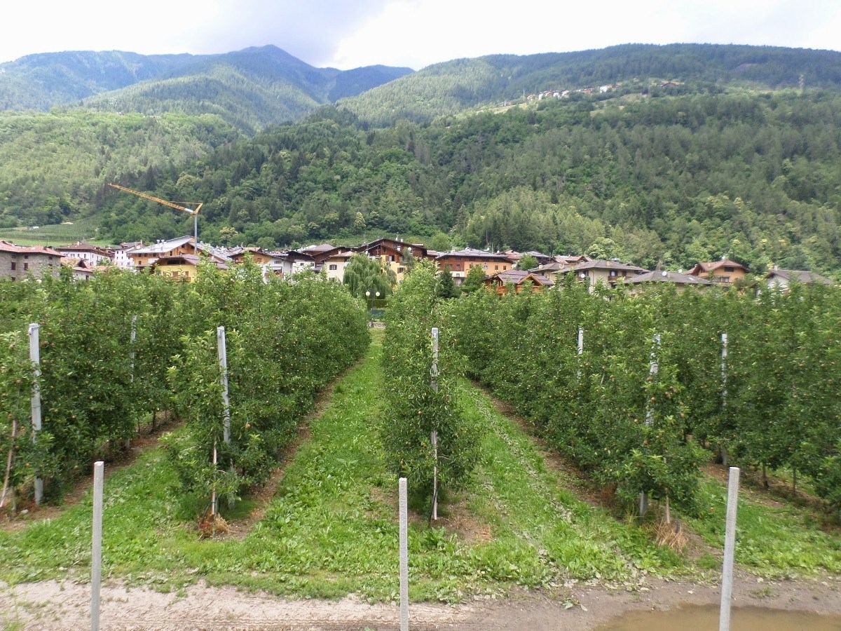 Name:  SAM_1687.JPG
Views: 16841
Size:  442.0 KB