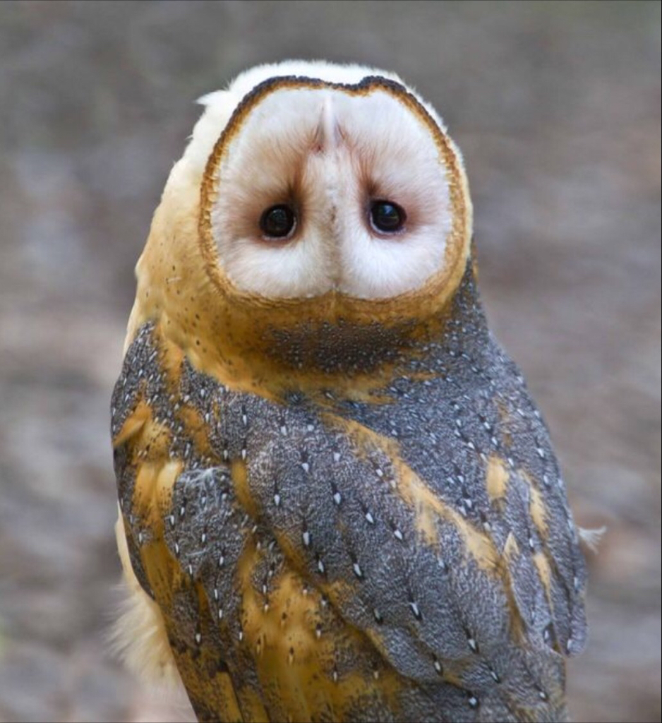 Name:  Owl 1.jpeg
Views: 1259
Size:  764.7 KB