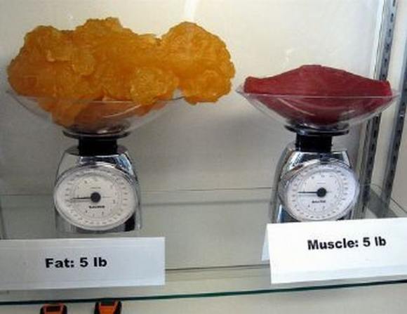 Name:  Fat and muscle..jpg
Views: 3295
Size:  27.6 KB
