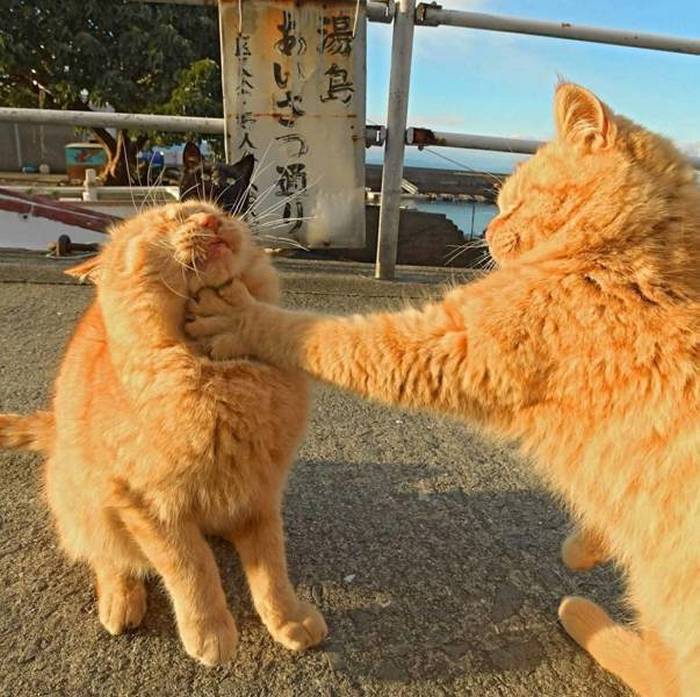 Name:  Catfight.jpg
Views: 353
Size:  81.3 KB