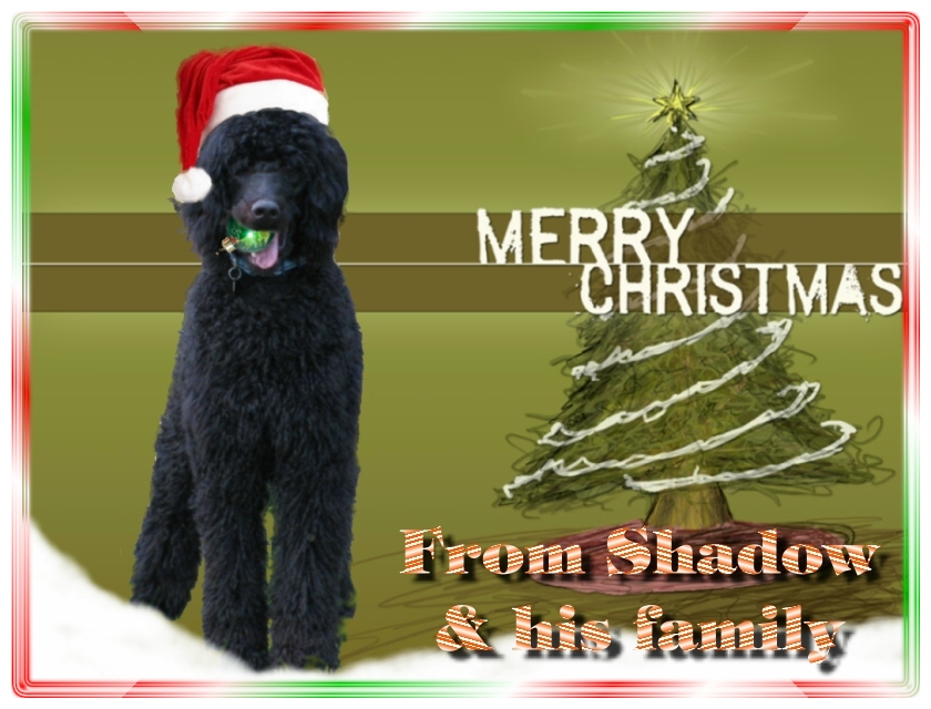 Name:  shadow-christmas-card-3.jpg
Views: 2292
Size:  291.5 KB