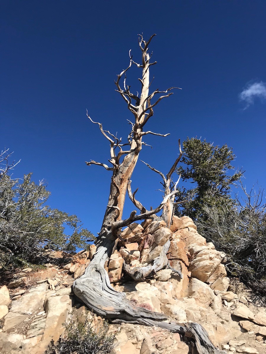 Name:  dead tree.jpg
Views: 6155
Size:  393.6 KB