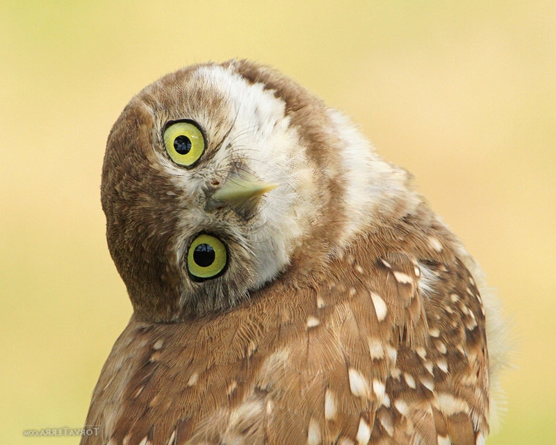 Name:  Owl 3.jpg
Views: 384
Size:  288.6 KB